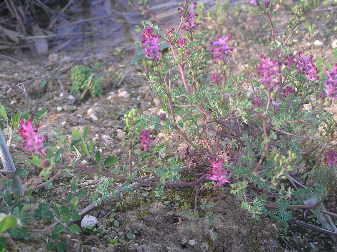 Fumaria officinalis / Fumaria comune